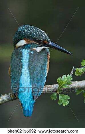 Stock Image - Kingfisher (Alcedo atthis), Tratzberg Conservation Area, Tyrol, Austria, Europe. Fotosearch