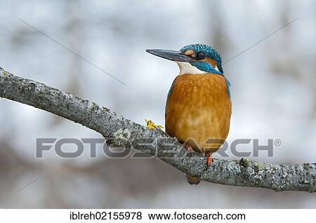 Stock Photo - Kingfisher (Alcedo atthis), Tratzberg Conservation Area, Tyrol, Austria, Europe. Fotosearch