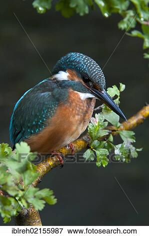 Stock Photo - Kingfisher (Alcedo atthis), Tratzberg Conservation Area, Tyrol, Austria, Europe. Fotosearch