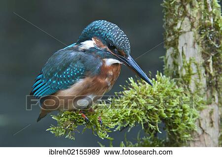 Stock Photo - Kingfisher (Alcedo atthis), Tratzberg Conservation Area, Tyrol, Austria, Europe. Fotosearch