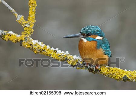 Stock Photo - Kingfisher (Alcedo atthis), Tratzberg Conservation Area, Tyrol, Austria, Europe. Fotosearch