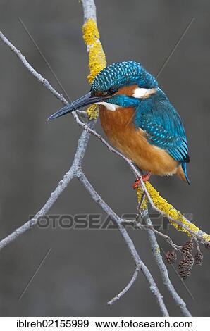 Kingfisher (Alcedo atthis), Tratzberg Conservation Area, Tyrol, Austria, Europe View Large Photo Image Stock Photo - Kingfisher (Alcedo atthis), Tratzberg Conservation Area, Tyrol, Austria, Europe. Fotosearch