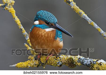 Kingfisher (Alcedo atthis), Tratzberg Conservation Area, Tyrol, Austria, Europe View Large Photo Image Stock Photograph - Kingfisher (Alcedo atthis), Tratzberg Conservation Area, Tyrol, Austria, Europe. Fotosearch