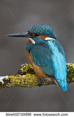 Kingfisher (Alcedo atthis), Tratzberg Conservation Area, Tyrol, Austria, Europe View Large Photo Image Stock Photograph - Kingfisher (Alcedo atthis), Tratzberg Conservation Area, Tyrol, Austria, Europe. Fotosearch