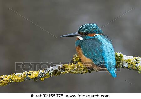 Kingfisher (Alcedo atthis), Tratzberg Conservation Area, Tyrol, Austria, Europe View Large Photo Image Stock Photography - Kingfisher (Alcedo atthis), Tratzberg Conservation Area, Tyrol, Austria, Europe. Fotosearch