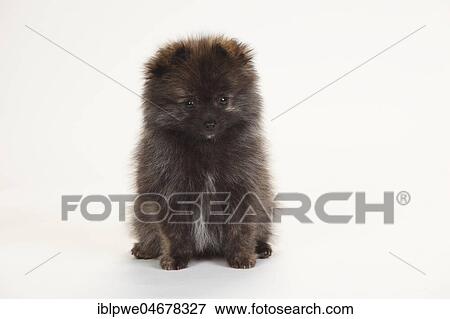 Kleinspitz, puppy, 12 weeks, sitting View Large Photo Image Stock Photo - Kleinspitz, puppy, 12 weeks, sitting. Fotosearch
