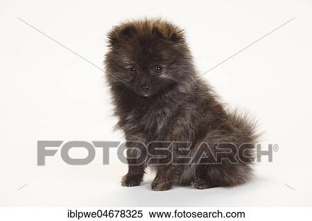 Kleinspitz, puppy, 12 weeks, sitting View Large Photo Image Stock Photography - Kleinspitz, puppy, 12 weeks, sitting. Fotosearch