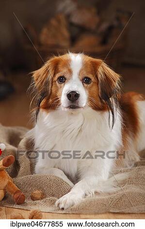 Kooikerhondje, male, 9 years, lying, animal portrait View Large Photo Image Stock Photography - Kooikerhondje, male, 9 years, lying, animal portrait. Fotosearch
