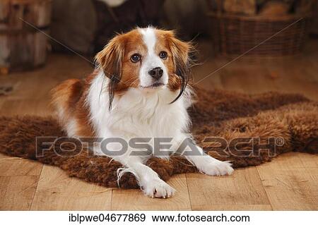 Kooikerhondje, male, 9 years old, lying on the ground View Large Photo Image Stock Photo - Kooikerhondje, male, 9 years old, lying on the ground. Fotosearch