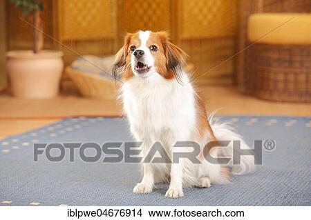 Kooikerhondje, male, sits on carpet in the living room View Large Photo Image Picture - Kooikerhondje, male, sits on carpet in the living room. Fotosearch