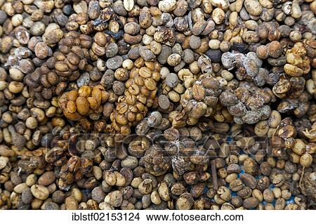 Kopi Luwak, civet coffee, the most expensive coffee in the world, North Bali, Bali, Indonesia, Southeast Asia, Asia View Large Photo Image Picture - Kopi Luwak, civet coffee, the most expensive coffee in the world, North Bali, Bali, Indonesia, Southeast Asia, Asia. Fotosearch