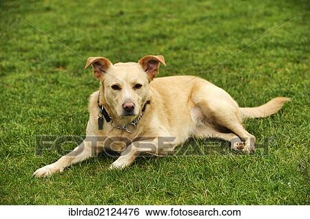 Labrador Retriever cross dog View Large Photo Image Stock Photograph - Labrador Retriever cross dog. Fotosearch
