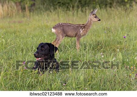 Stock Photo - Labrador with a Roe Deer (Capreolus capreolus), fawn, 10 weeks old, raised by hand, Volcanic Eifel, Rhineland-Palatinate, Germany, Europe. Fotosearch