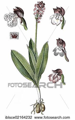 Lady orchid (Orchis purpurea), medicinal plant, crop plant, chromolithography, about 1870 View Large Photo Image Stock Image - Lady orchid (Orchis purpurea), medicinal plant, crop plant, chromolithography, about 1870. Fotosearch
