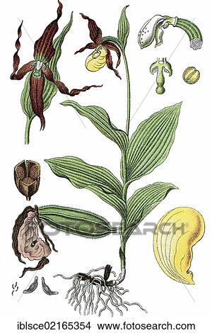 Lady's-slipper Orchid (Cypripedium calceolus), medicinal plant, useful plant, chromolithograph, circa 1790 View Large Photo Image Picture - Lady's-slipper Orchid (Cypripedium calceolus), medicinal plant, useful plant, chromolithograph, circa 1790. Fotosearch