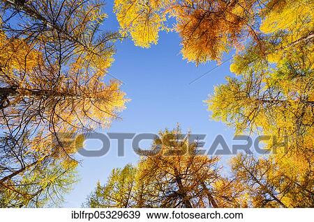 Stock Photo - Laerchenwald, Valais, Switzerland, Europe. Fotosearch