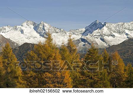 Laerchenwiesen larch meadows, in front of the Olperer, Fussstein, Schrammacher, Vinaders and Obernberg Mountains, Tyrol, Austria, Europe View Large Photo Image Stock Image - Laerchenwiesen larch meadows, in front of the Olperer, Fussstein, Schrammacher, Vinaders and Obernberg Mountains, Tyrol, Austria, Europe. Fotosearch