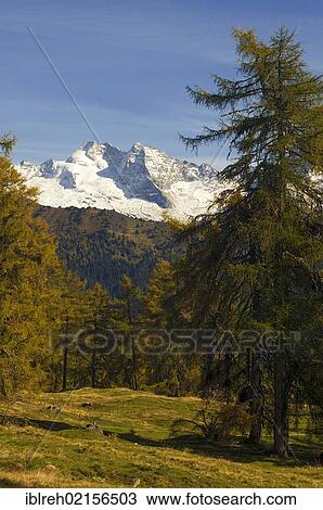 Stock Image - Laerchenwiesen larch meadows, in front of the Olperer, Vinaders and Obernberg Mountains, Tyrol, Austria, Europe. Fotosearch