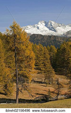 Stock Photograph - Laerchenwiesen larch meadows, in front of the Olperer, Vinaders and Obernberg Mountains, Tyrol, Austria, Europe. Fotosearch