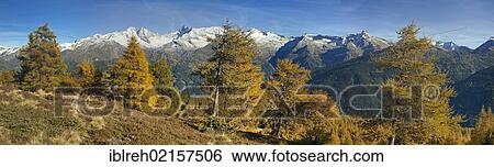 Stock Photograph - Laerchenwiesen larch meadows, in front of the Olperer, Fussstein, Schrammacher, Sagwandspitze, Vinaders and Obernberg Mountains, Tyrol, Austria, Europe. Fotosearch