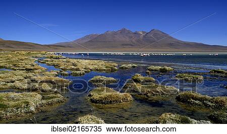 Lagoon with the Andes Mountains, Uyuni, Bolivia, South America View Large Photo Image Stock Photography - Lagoon with the Andes Mountains, Uyuni, Bolivia, South America. Fotosearch