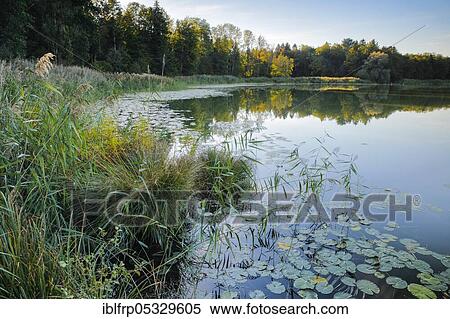 Stock Photography - Lake Burgaeschi, Solothurn, Switzerland, Lake Burgäschi, Europe. Fotosearch