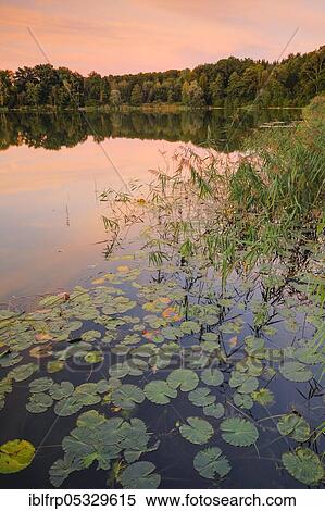 Stock Photography - Lake Burgaeschi, Solothurn, Switzerland, Lake Burgäschi, Europe. Fotosearch