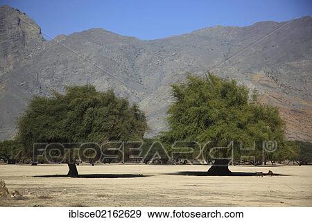 Landscape of Wadi Sal al-A'la, acacia woodland, in the Omani enclave of Musandam, Oman, Middle East, Asia View Large Photo Image Stock Photo - Landscape of Wadi Sal al-A'la, acacia woodland, in the Omani enclave of Musandam, Oman, Middle East, Asia. Fotosearch