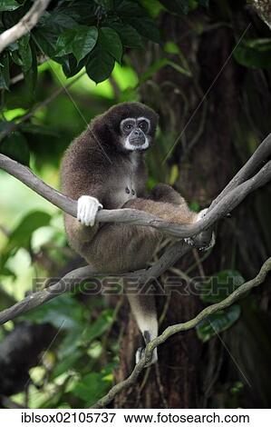 Lar gibbon or White-handed gibbon (Hylobates lar), adult on tree, Singapore, Southeast Asia, Asia View Large Photo Image Stock Photo - Lar gibbon or White-handed gibbon (Hylobates lar), adult on tree, Singapore, Southeast Asia, Asia. Fotosearch