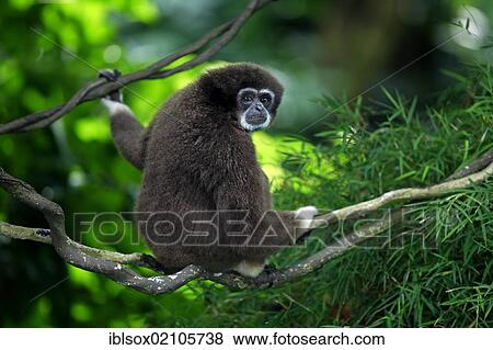 Lar gibbon or White-handed gibbon (Hylobates lar), adult on tree, Singapore, Southeast Asia, Asia View Large Photo Image Stock Photo - Lar gibbon or White-handed gibbon (Hylobates lar), adult on tree, Singapore, Southeast Asia, Asia. Fotosearch