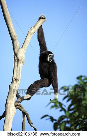 Lar gibbon or White-handed gibbon (Hylobates lar), adult on tree, Singapore, Southeast Asia, Asia View Large Photo Image Stock Photograph - Lar gibbon or White-handed gibbon (Hylobates lar), adult on tree, Singapore, Southeast Asia, Asia. Fotosearch