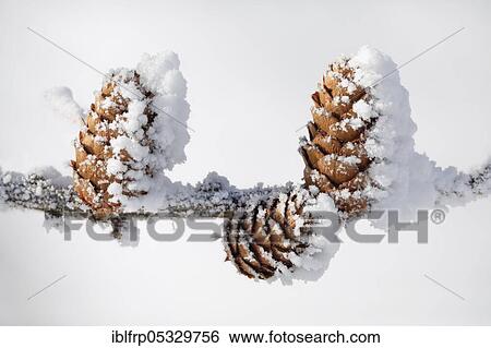 Stock Photograph - Larch cone with hoarfrost, Switzerland, Europe. Fotosearch