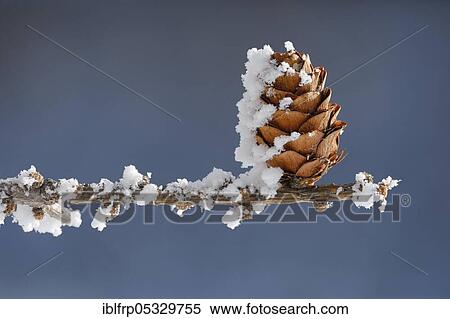 Stock Photography - Larch cone with hoarfrost, Switzerland, Europe. Fotosearch