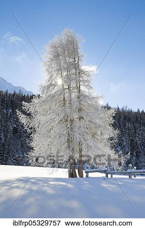 Stock Photo - Larch, Grey Grey, Switzerland, Europe. Fotosearch