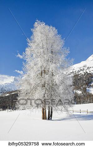 Stock Photo - Larch, Grey Grey, Switzerland, Europe. Fotosearch