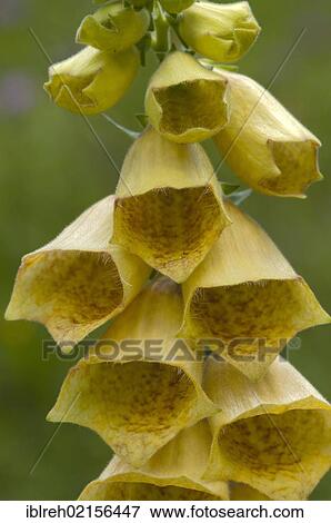 Stock Photo - Large-flowered Foxglove (Digitalis grandiflora), Pitztal, Tyrol, Austria, Europe. Fotosearch