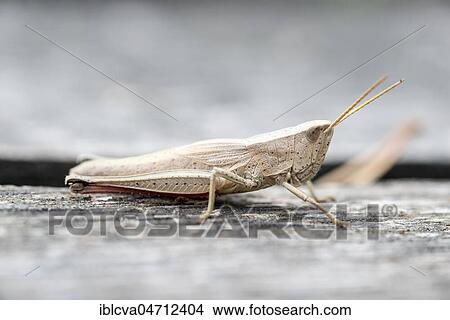 Large gold grasshopper (Chrysochraon dispar), female, sitting on wooden bridge, Pietzmoor, Schneverdingen, Lüneburg Heath, Lower Saxony, Germany, Europe View Large Photo Image Picture - Large gold grasshopper (Chrysochraon dispar), female, sitting on wooden bridge, Pietzmoor, Schneverdingen, Lüneburg Heath, Lower Saxony, Germany, Europe. Fotosearch