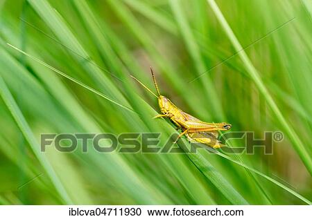 Large gold grasshopper (Chrysochraon dispar), male, sitting on grass in meadow, Pietzmoor, Schneverdingen, Lüneburg Heath, Lower Saxony, Germany, Europe View Large Photo Image Stock Image - Large gold grasshopper (Chrysochraon dispar), male, sitting on grass in meadow, Pietzmoor, Schneverdingen, Lüneburg Heath, Lower Saxony, Germany, Europe. Fotosearch