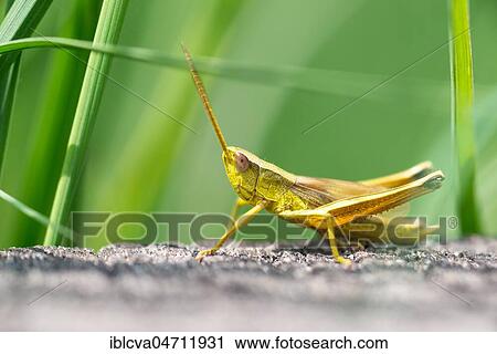 Large gold grasshopper (Chrysochraon dispar), male, sitting on wooden bridge, meadow, Pietzmoor, Schneverdingen, Lüneburg Heath, Lower Saxony, Germany, Europe View Large Photo Image Stock Image - Large gold grasshopper (Chrysochraon dispar), male, sitting on wooden bridge, meadow, Pietzmoor, Schneverdingen, Lüneburg Heath, Lower Saxony, Germany, Europe. Fotosearch
