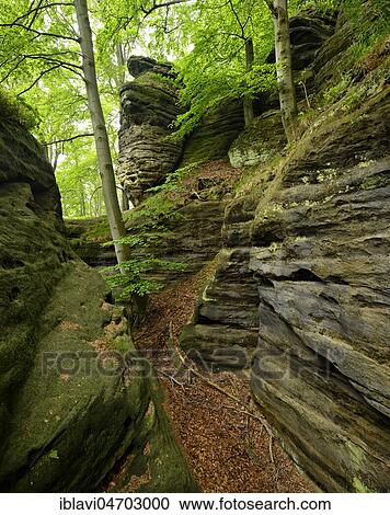 Large sandstone rocks in the beech forest, Elbe Sandstone Mountains, Saxon Switzerland National Park, near Bad Schandau, Saxony, Germany, Europe View Large Photo Image Stock Image - Large sandstone rocks in the beech forest, Elbe Sandstone Mountains, Saxon Switzerland National Park, near Bad Schandau, Saxony, Germany, Europe. Fotosearch
