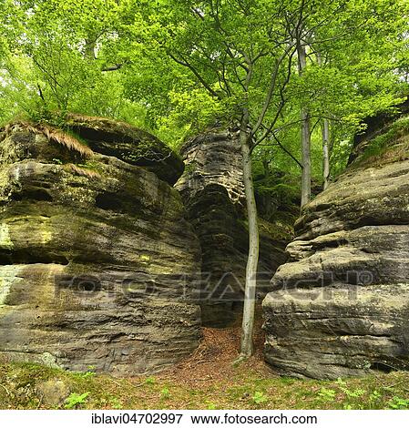 Large sandstone rocks in the beech forest, Elbe Sandstone Mountains, Saxon Switzerland National Park, near Bad Schandau, Saxony, Germany, Europe View Large Photo Image Stock Photo - Large sandstone rocks in the beech forest, Elbe Sandstone Mountains, Saxon Switzerland National Park, near Bad Schandau, Saxony, Germany, Europe. Fotosearch