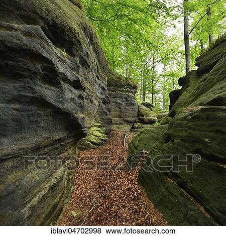 Large sandstone rocks in the beech forest, Elbe Sandstone Mountains, Saxon Switzerland National Park, near Bad Schandau, Saxony, Germany, Europe View Large Photo Image Stock Photo - Large sandstone rocks in the beech forest, Elbe Sandstone Mountains, Saxon Switzerland National Park, near Bad Schandau, Saxony, Germany, Europe. Fotosearch
