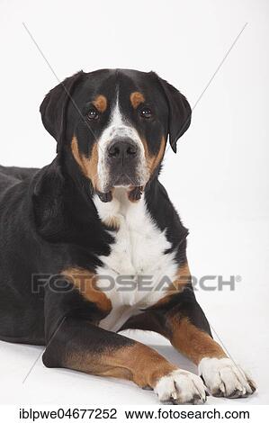 Large Swiss Mountain Dog, male, 7 years, lying, animal portrait View Large Photo Image Stock Image - Large Swiss Mountain Dog, male, 7 years, lying, animal portrait. Fotosearch