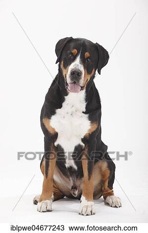 Large Swiss Mountain Dog, male, 7 years old, sitting View Large Photo Image Stock Image - Large Swiss Mountain Dog, male, 7 years old, sitting. Fotosearch