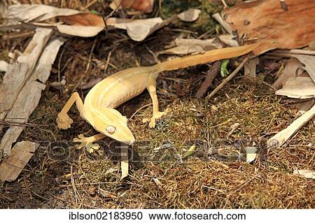 Leaf-tailed Gecko (Uroplatus fimbriatus), foraging, Madagascar, Africa View Large Photo Image Stock Image - Leaf-tailed Gecko (Uroplatus fimbriatus), foraging, Madagascar, Africa. Fotosearch