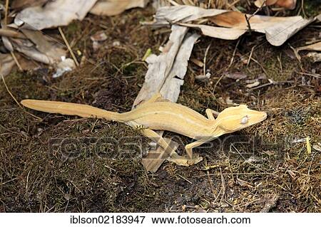 Stock Photo - Leaf-tailed Gecko (Uroplatus fimbriatus), foraging, Madagascar, Africa. Fotosearch