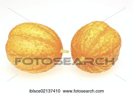 Lemon Cucumber (Cucumis sativus lemon) View Large Photo Image Stock Image - Lemon Cucumber (Cucumis sativus lemon). Fotosearch