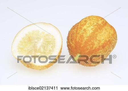Lemon Cucumber (Cucumis sativus lemon) View Large Photo Image Stock Image - Lemon Cucumber (Cucumis sativus lemon). Fotosearch