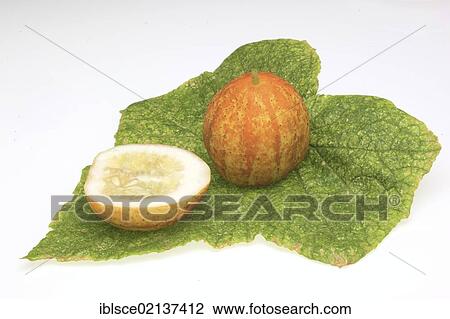 Lemon Cucumber (Cucumis sativus lemon) View Large Photo Image Stock Image - Lemon Cucumber (Cucumis sativus lemon). Fotosearch