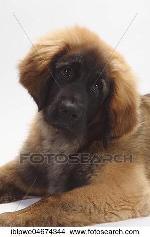 Leonberger, puppy, 5 months, lying, animal portrait, white background View Large Photo Image Picture - Leonberger, puppy, 5 months, lying, animal portrait, white background. Fotosearch